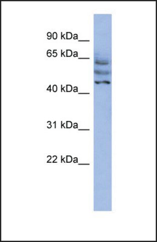 Anti-C3ORF19 antibody produced in rabbit