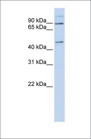 Anti-C21ORF13 (ab1) antibody produced in rabbit