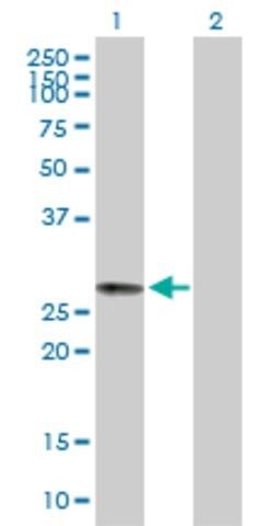 Anti-C6ORF117 antibody produced in mouse