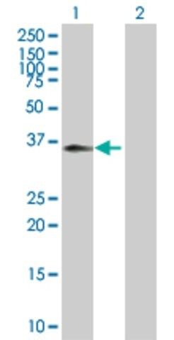 Anti-C5R1 antibody produced in mouse