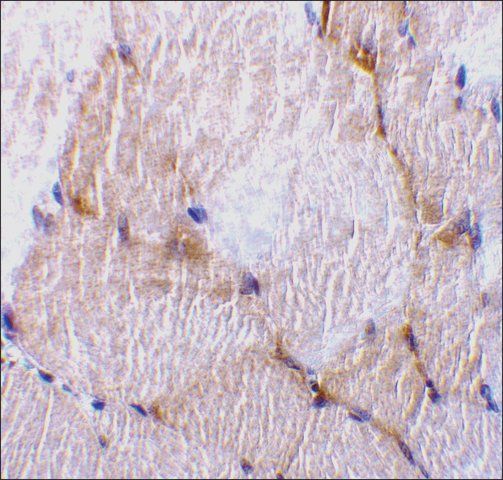 Anti-Caspase-7 (ab2) antibody produced in rabbit