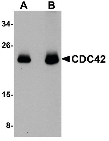 Anti-CDC42 antibody produced in chicken