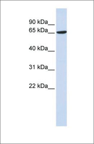 Anti-ADAM9 antibody produced in rabbit