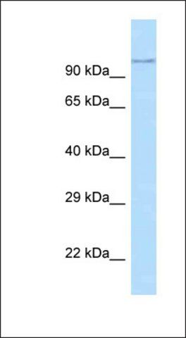 Anti-ADAM29 antibody produced in rabbit