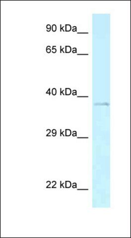 Anti-AEBP2 antibody produced in rabbit