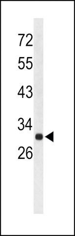 ANTI-AFMID(N-TERMINAL) antibody produced in rabbit