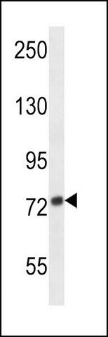 ANTI-ADAM32 (N-TERM) antibody produced in rabbit