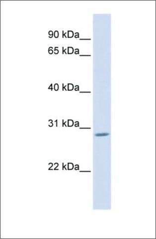 Anti-AEBP2 antibody produced in rabbit