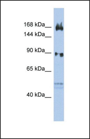 Anti-AFF2, (N-terminal) antibody produced in rabbit