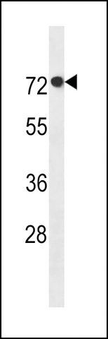 ANTI-AGAP11 (N-TERM) antibody produced in rabbit