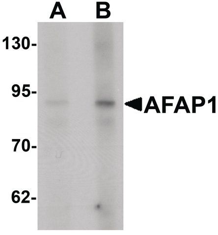 Anti-AFAP1 antibody produced in rabbit