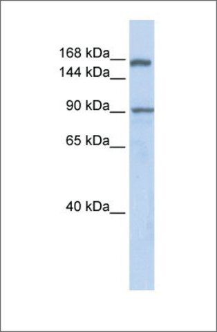 Anti-AFF2 antibody produced in rabbit