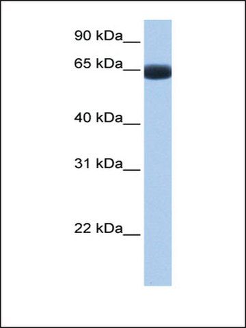 Anti-ARHGAP28 antibody produced in rabbit