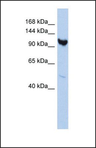 Anti-ARMC3 antibody produced in rabbit