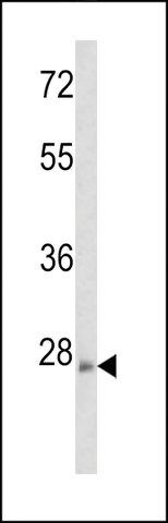 ANTI-ARHE (CENTER) antibody produced in rabbit