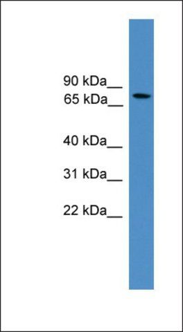 Anti-ARNT antibody produced in rabbit