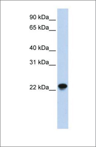 Anti-ARL8A antibody produced in rabbit