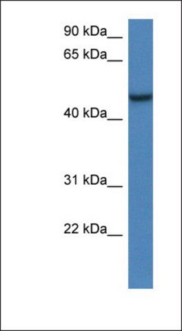 Anti-ARMCX1 antibody produced in rabbit