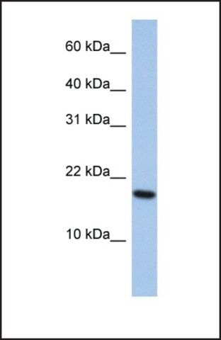 Anti-ARL5A antibody produced in rabbit