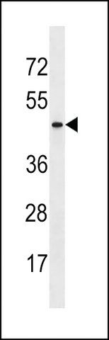 ANTI-ARMCX4 (CENTER) antibody produced in rabbit