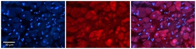 Anti-ATG4B antibody produced in rabbit