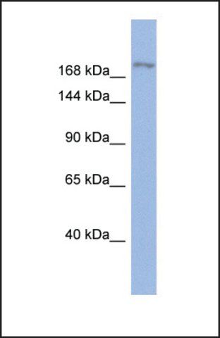 Anti-BAZ1A antibody produced in rabbit