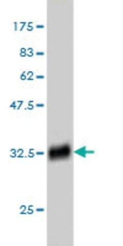 Monoclonal Anti-RNF181 antibody produced in mouse