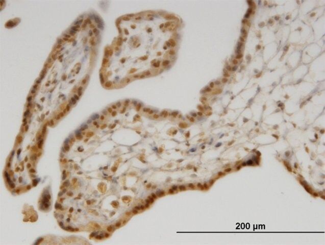 Monoclonal Anti-SEPX1 antibody produced in mouse