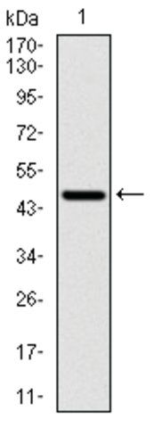 Monoclonal Anti-RPS6KB1 antibody produced in mouse