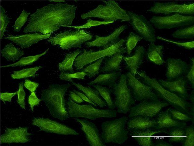 Monoclonal Anti-SEMA7A antibody produced in mouse