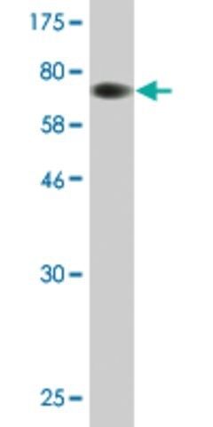 Monoclonal Anti-SKIP antibody produced in mouse