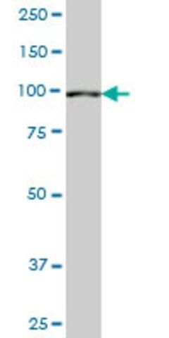 Monoclonal Anti-SETDB2 antibody produced in mouse