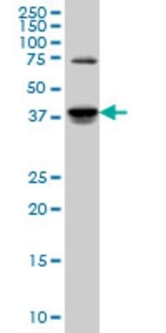 Monoclonal Anti-SGK2, (C-terminal) antibody produced in mouse