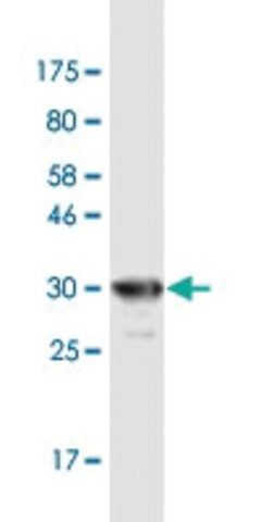 Monoclonal Anti-SGCD antibody produced in mouse