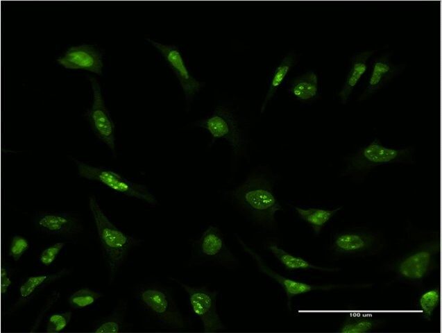 Monoclonal Anti-SFRS6, (N-terminal) antibody produced in mouse