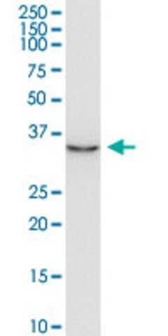 Monoclonal Anti-JTV1 antibody produced in mouse