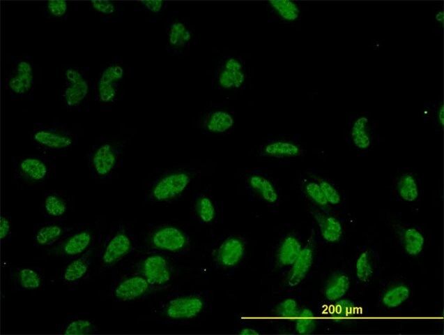 Monoclonal Anti-GOLPH4 antibody produced in mouse