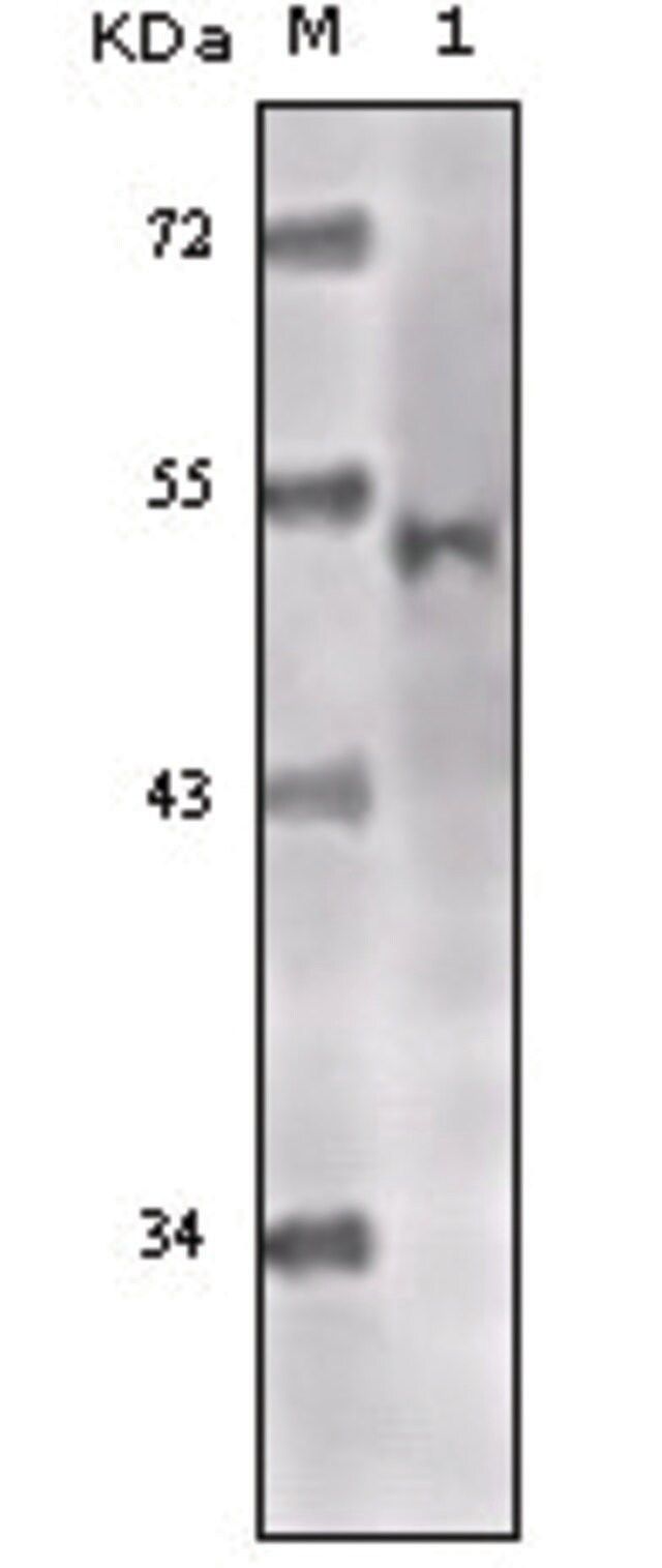 Monoclonal Anti-KAT5 antibody produced in mouse