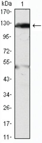 Monoclonal Anti-JAK2 antibody produced in mouse