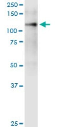 Monoclonal Anti-ITGA9 antibody produced in mouse