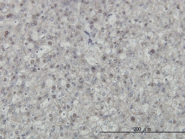 Monoclonal Anti-KHDRBS1 antibody produced in mouse