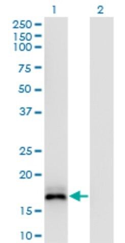 Monoclonal Anti-ISG20 antibody produced in mouse