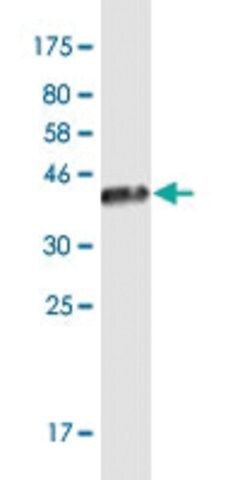 Monoclonal Anti-JSRP1 antibody produced in mouse