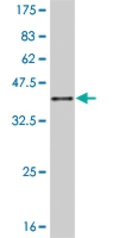 Monoclonal Anti-JAG2 antibody produced in mouse