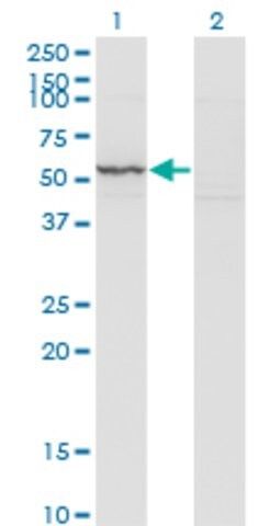 Monoclonal Anti-KRT71 antibody produced in mouse