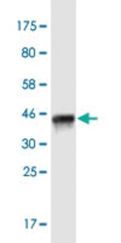 Monoclonal Anti-ITSN1 antibody produced in mouse