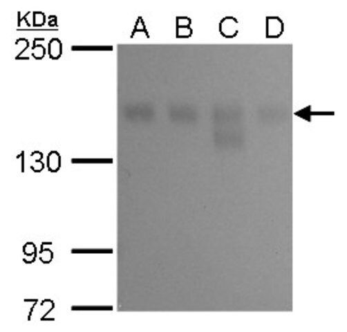 Monoclonal Anti-KDM6A antibody produced in mouse