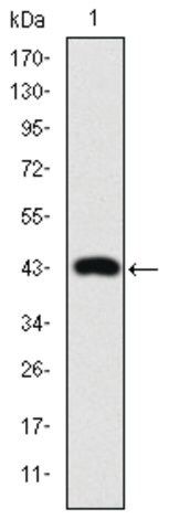 Monoclonal Anti-JUN antibody produced in mouse