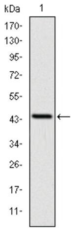 Monoclonal Anti-LIMS1 antibody produced in mouse