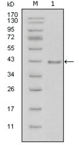 Monoclonal Anti-LAMB1 antibody produced in mouse